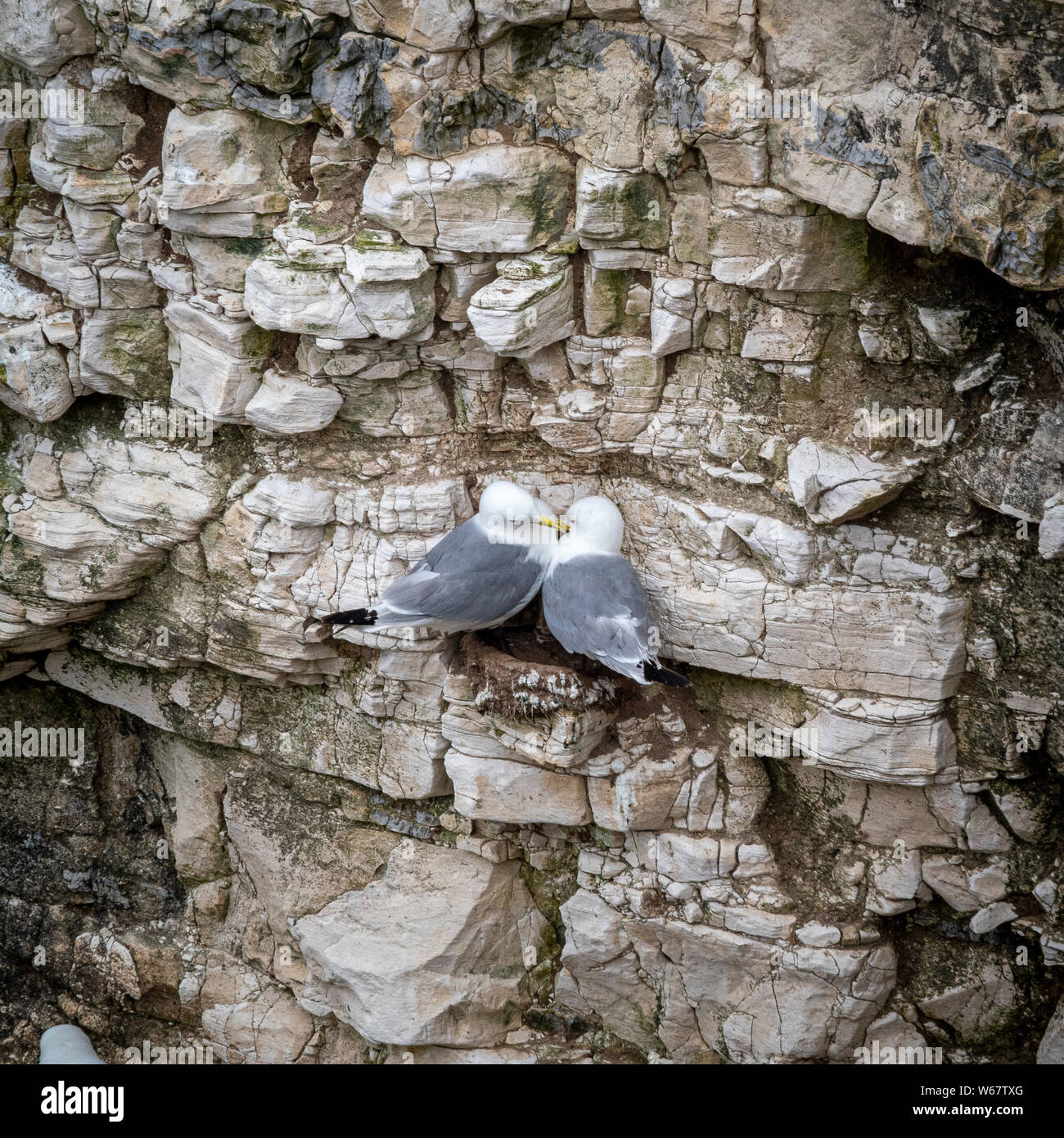 Mouettes sur cliffs à Flamborough Nature Reserve, au Royaume-Uni. Banque D'Images