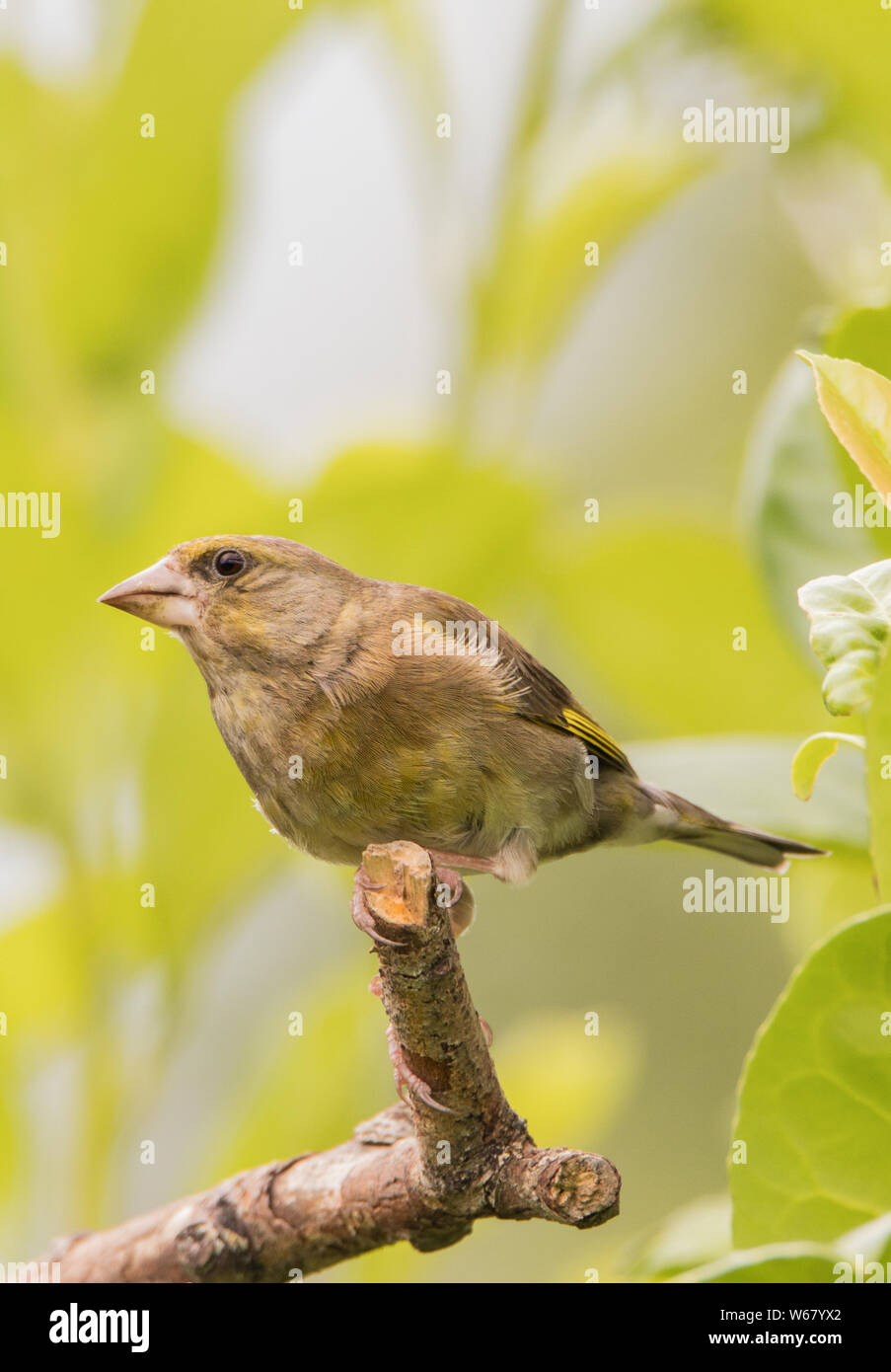 Verdier, juvénile, d'oiseaux sauvages de se percher sur une branche d'une Laurel bush dans un jardin pendant l'été de 2019 Banque D'Images