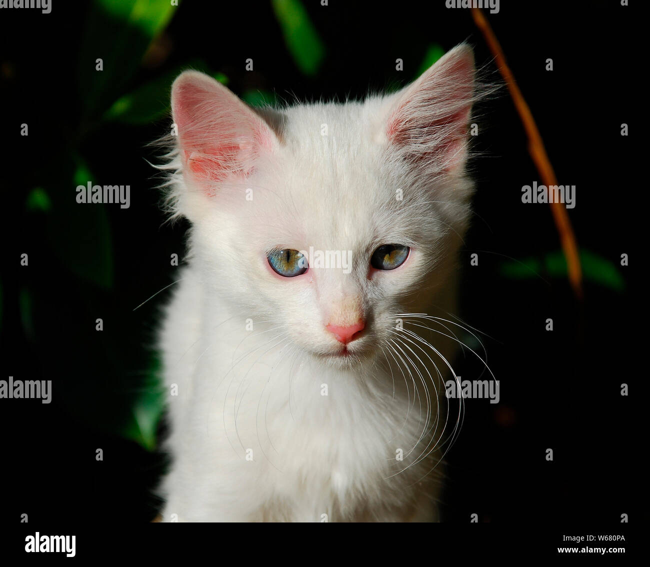 Le Visage D Un Homme Age De 11 Semaines Chaton Blanc Ses Yeux Sont Dans Le Processus De Changement De Couleur Photo Stock Alamy