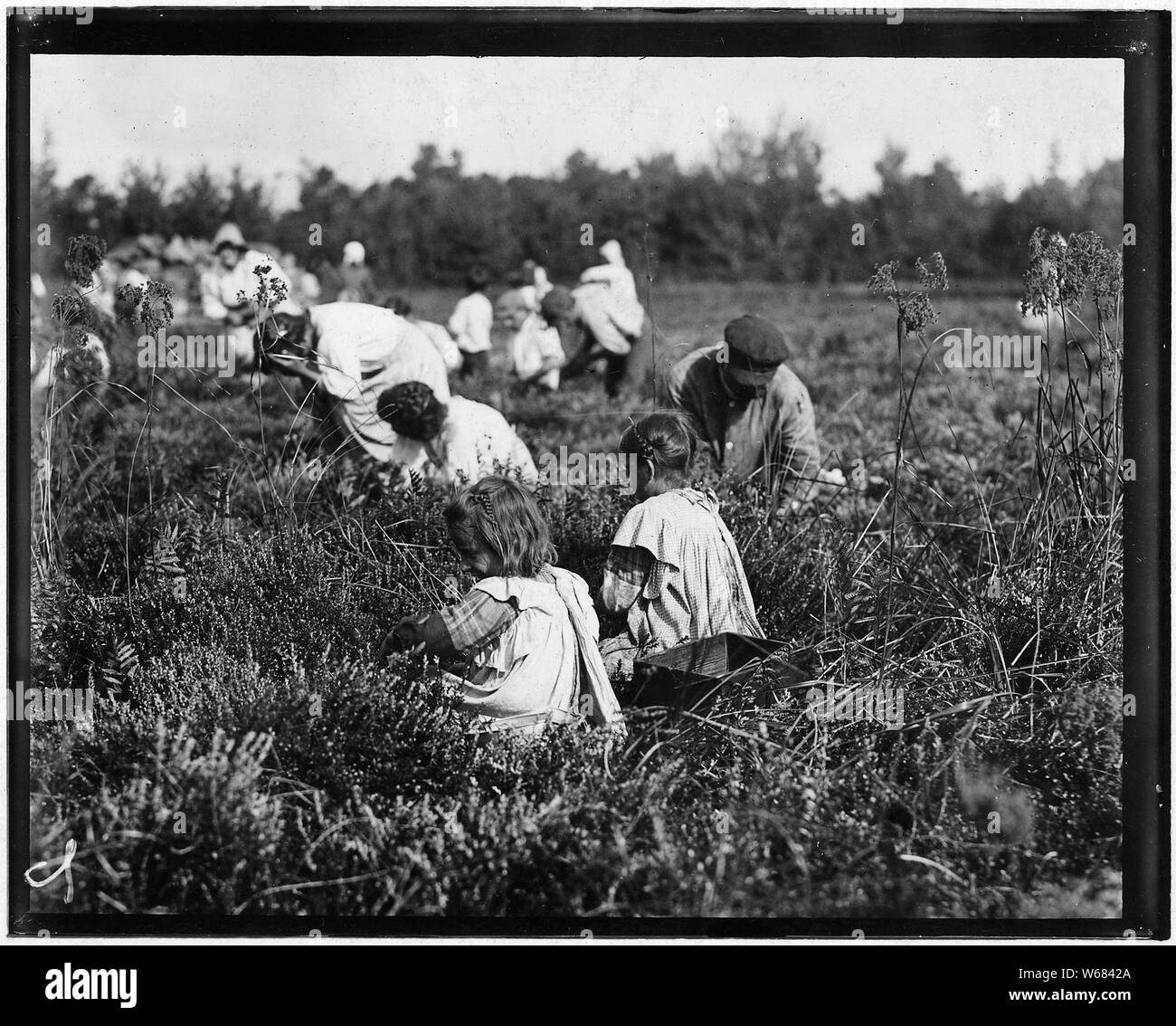 Oquoto Rose, 6 ans, et la flore Oquoto, 7 ans, de Philadelphie. Ramasser les canneberges à Theodore Budd's Bog à Turkeytown, N.J. C'est la quatrième semaine d'école à Philadelphie et la population va rester deux semaines de plus. Banque D'Images