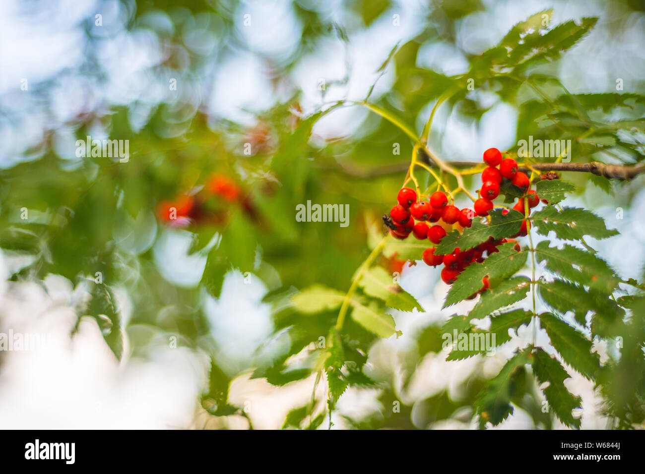 L'accent sur les fruits rouges à l'arbre Banque D'Images