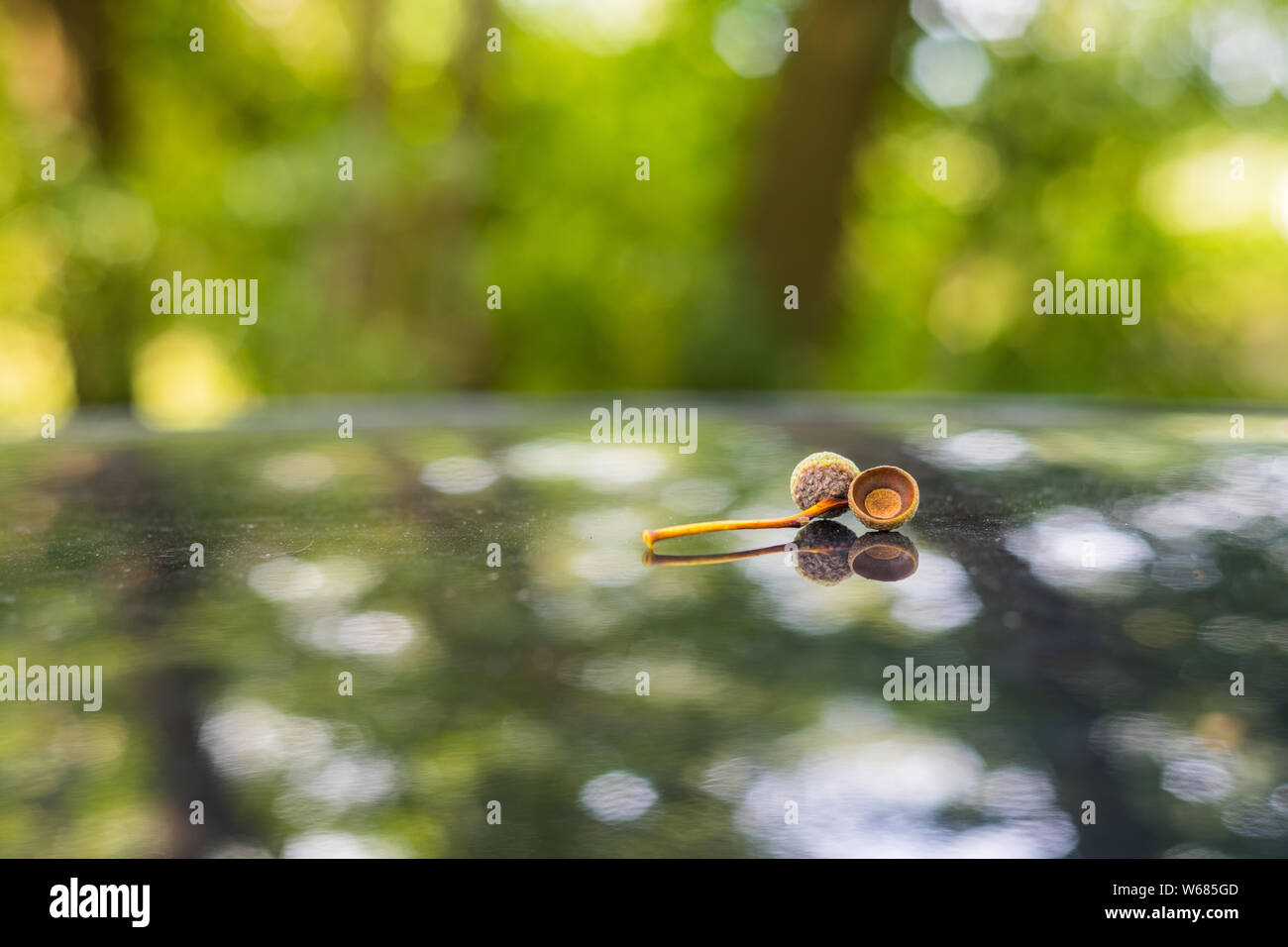 Acorn hat sur un toit de voiture Banque D'Images