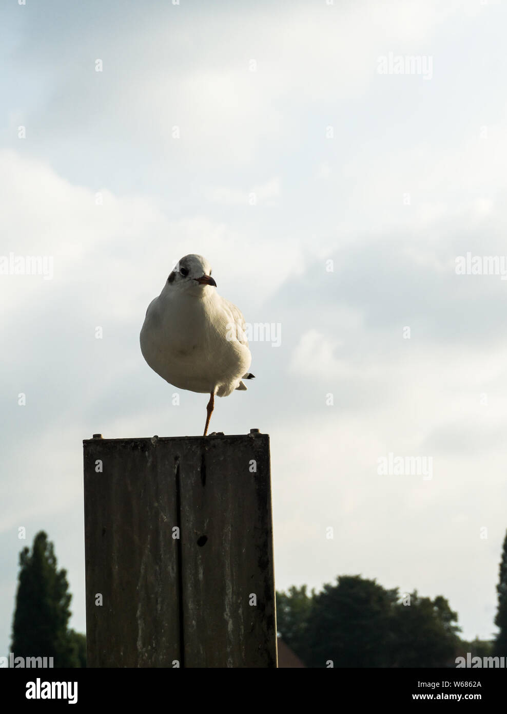 Mouette debout sur une jambe Banque D'Images