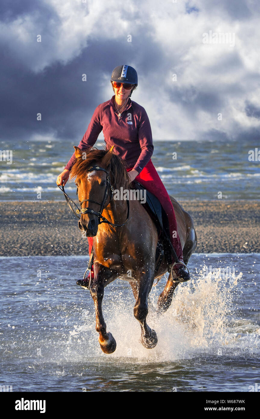 / Cavalière cheval femelle cavalier au cheval galopant dans l'eau sur la plage le long de la côte de la mer du Nord Banque D'Images