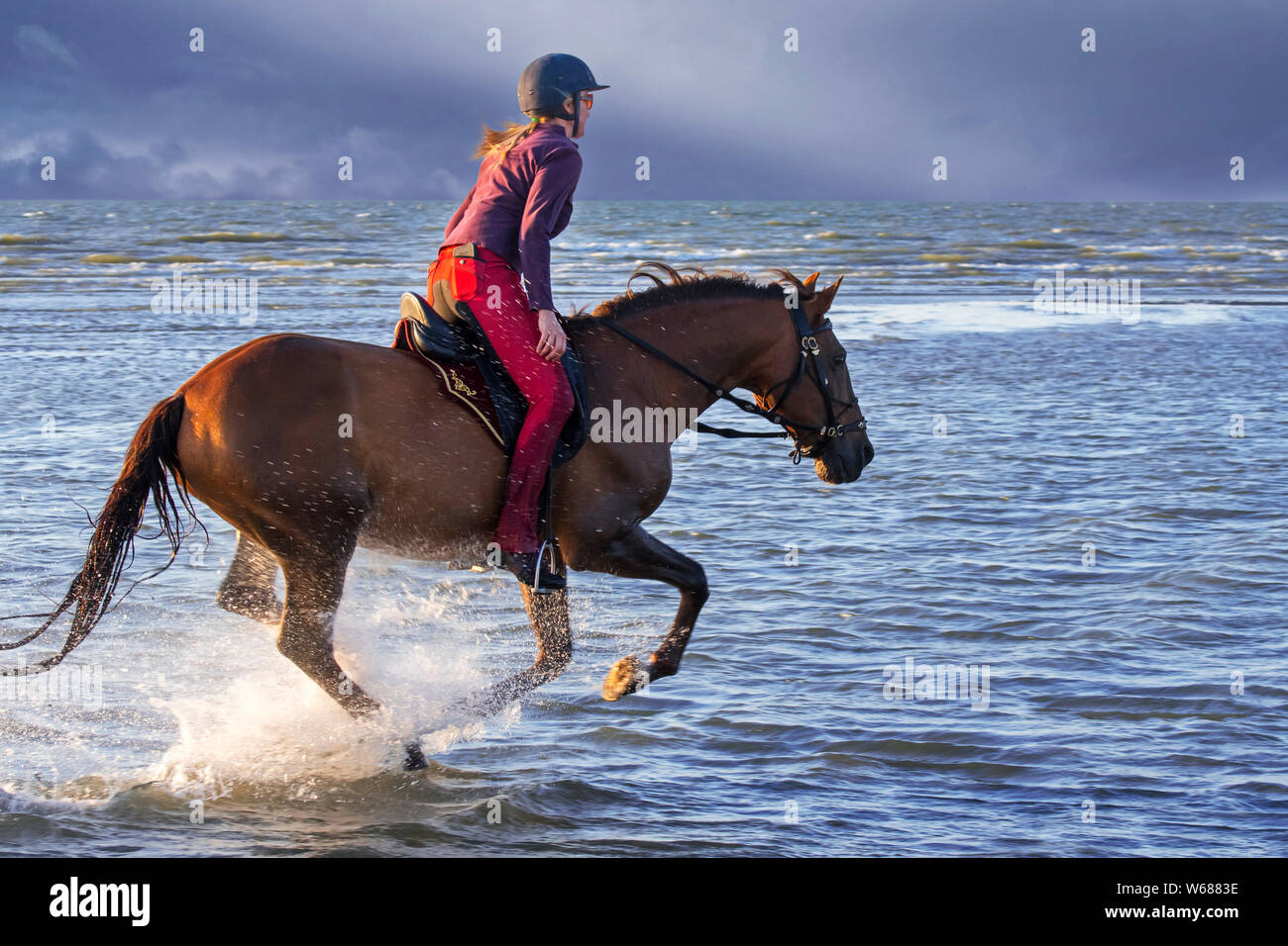 / Cavalière cheval femelle cavalier au cheval galopant dans l'eau sur la plage le long de la côte de la mer du Nord Banque D'Images