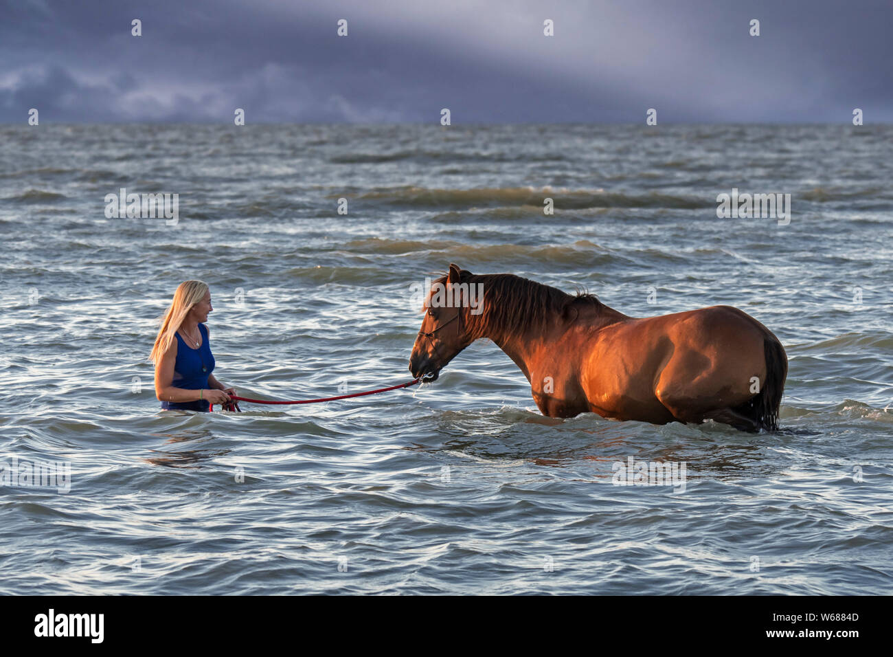 Cavalier cavalière / femme / baignade canotage à cheval dans l'eau peu profonde sur la plage en été le long de la côte de la mer du Nord Banque D'Images