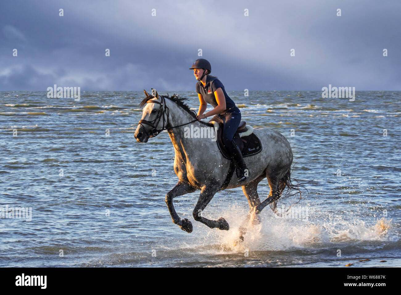 / Cavalière cheval femelle cavalier au cheval galopant en eau peu profonde sur la plage le long de la côte de la mer du Nord Banque D'Images