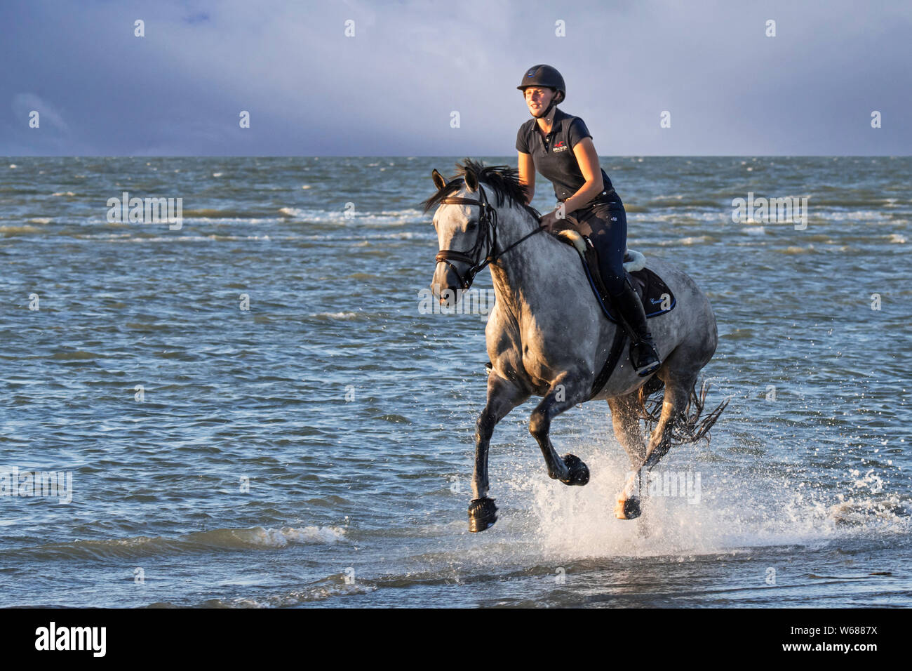 / Cavalière cheval femelle cavalier au cheval galopant en eau peu profonde sur la plage le long de la côte de la mer du Nord Banque D'Images