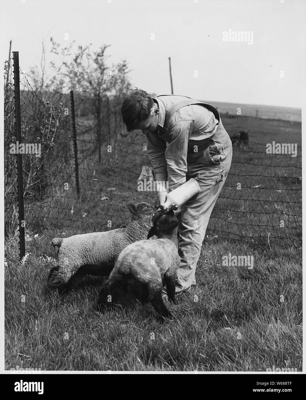 Shelby Comté (Iowa).... Description détaillée : la 4-H Club est populaire auprès des enfants de la prog plus . . . ; Portée et contenu : la légende complète se lit comme suit : le comté de Shelby, Iowa... Description détaillée : la 4-H Club est populaire auprès des enfants de la plus progressiste des agriculteurs. Ceux qui peuvent élever des vaches ou d'autres animaux le font en général. Ces deux garçons sont gagner une paire de belles génisses Aberdeen Angus donné par leur père. [Cette image] montre le jeune garçon l'allaitement au biberon deux agneaux orphelins. Banque D'Images