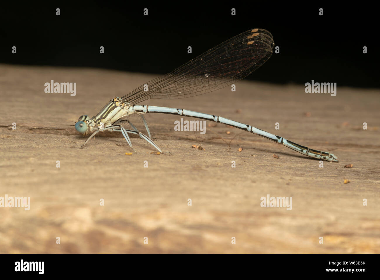 Demoiselle à pattes blanches (lat. Pennipe Platycnemis), homme, perché sur la planche de bois Banque D'Images