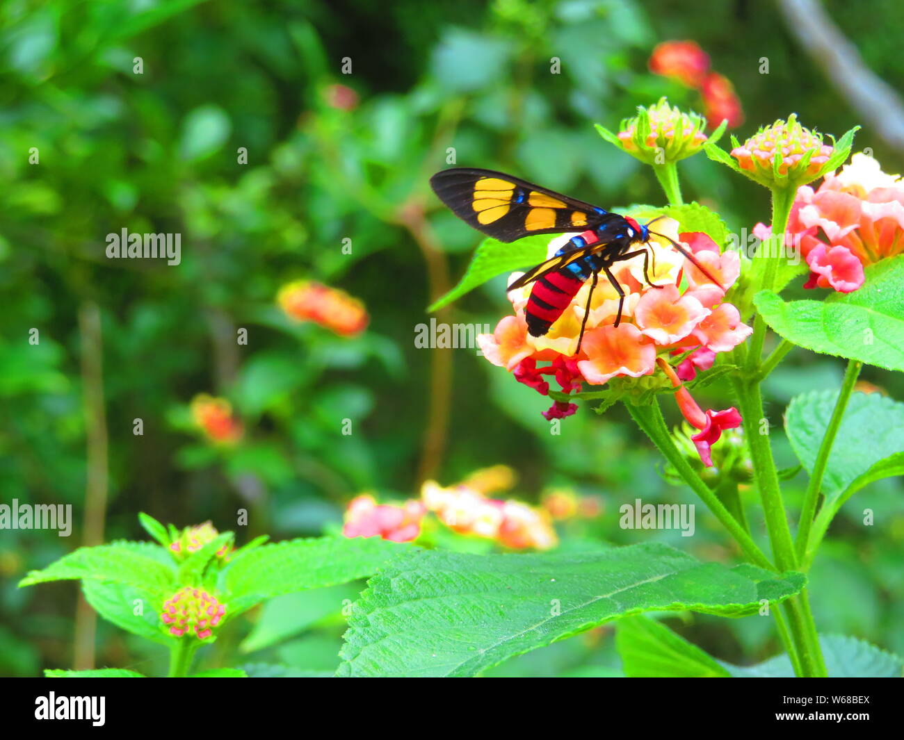 Insectes colorés sur une fleur en Asie Banque D'Images