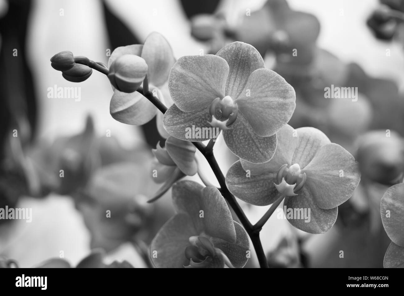 B&W d'Orchidées Banque D'Images