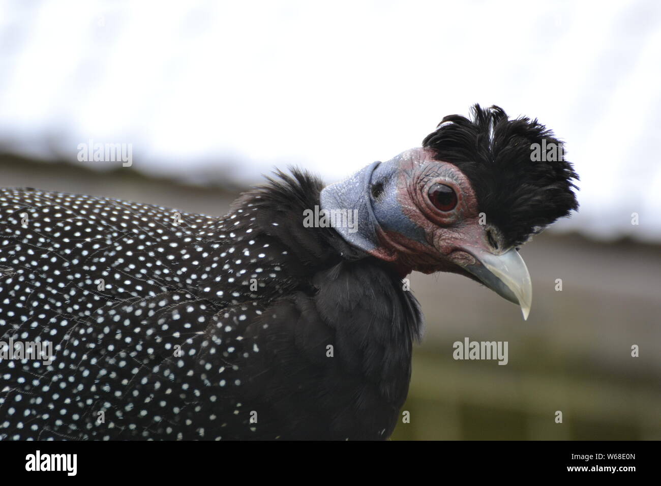 Ou Kenyan African Crested pintades Cotswold Wildlife Park, Oxfordshire, UK Banque D'Images