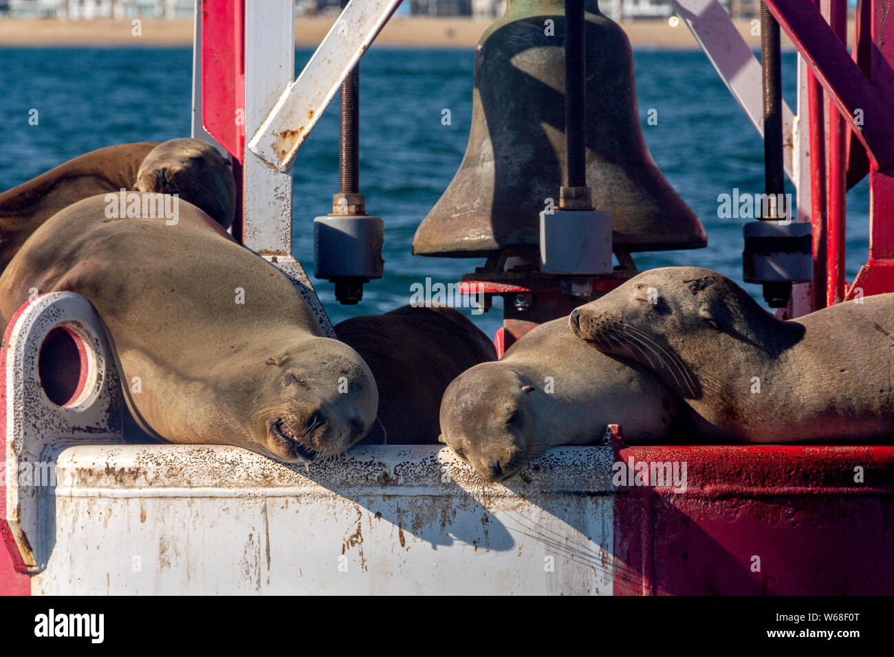Amusant libre de lions de mer dormir, bronzer et baver sur une bouée à cloche rouge et blanc dans le port de Newport Beach en Californie. Banque D'Images