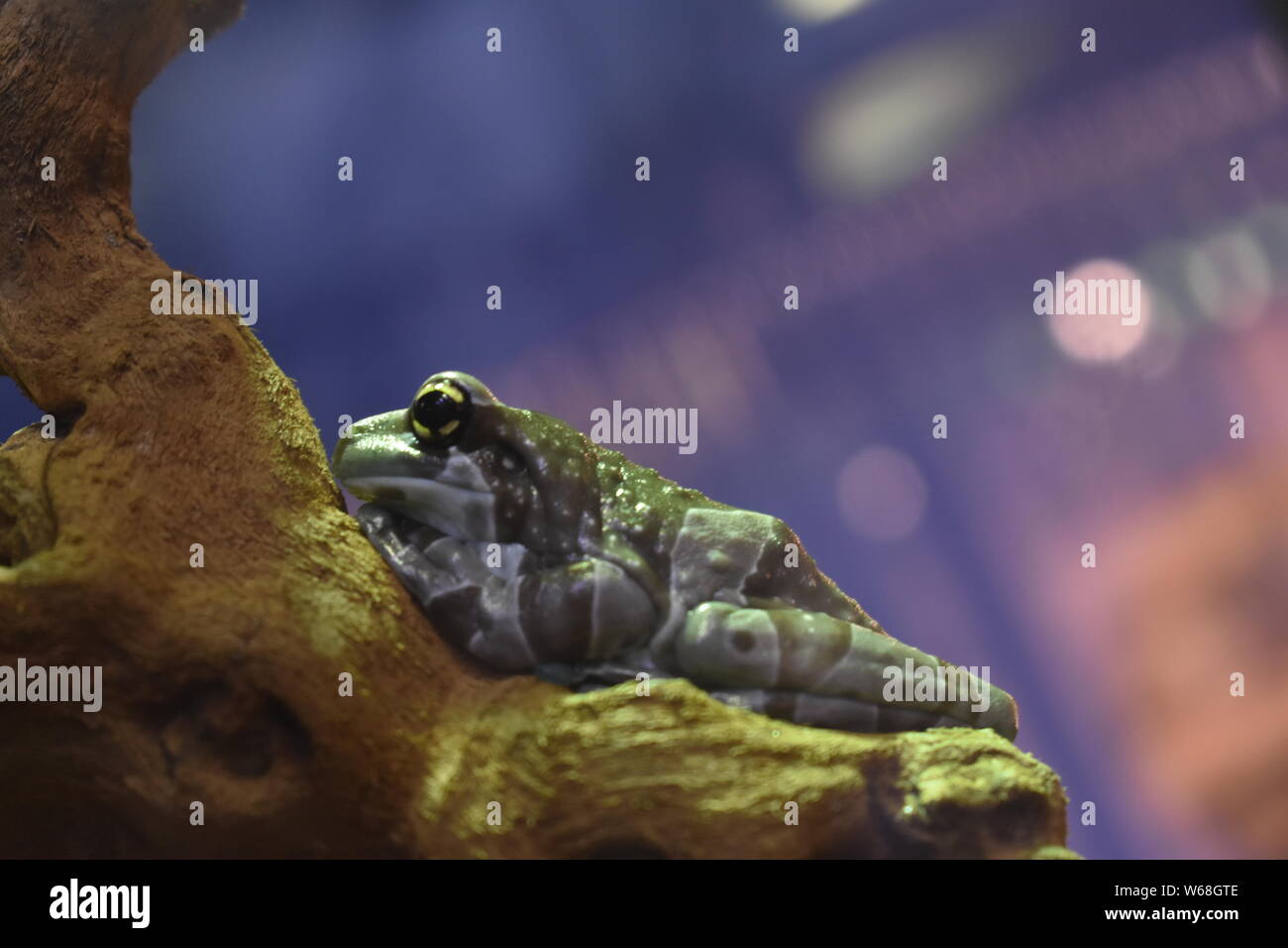 Un curieux à la grenouille décide de se reposer sur une branche alors que le monde s'écoule. Banque D'Images