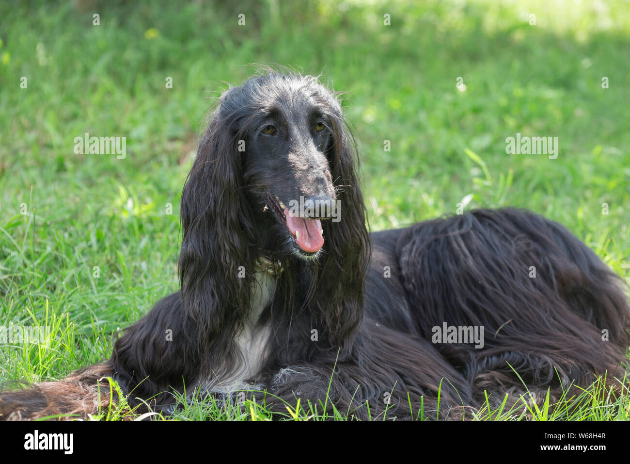 Mignon lévrier afghan est allongé sur une herbe verte. Greyhound Greyhound persan ou de l'Est. Animaux de compagnie. Chien de race pure. Banque D'Images