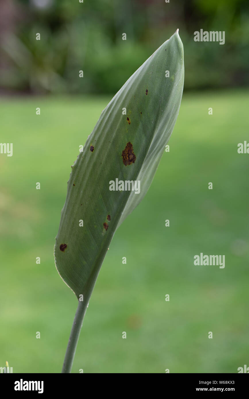 Maladies Des Plantes Photos Maladies Des Plantes Images