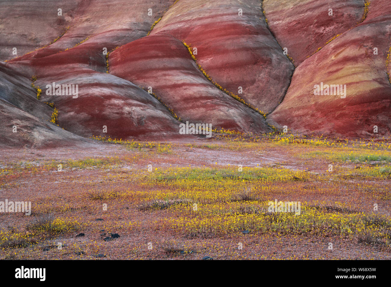 Le crépuscule civil glow sur la prolifération printanière de fleurs des champs à la base de l'unité centrale en collines peintes Oregon's John Day Fossil d'appoint. Banque D'Images