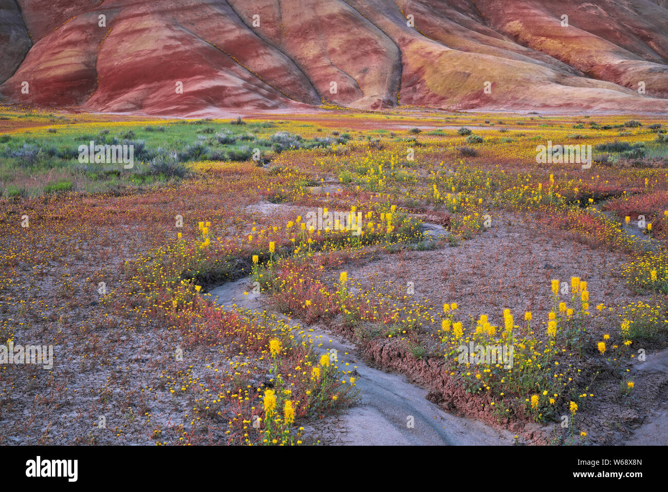 Formidable orage pluie gouttes en mouvement sur le centre de l'Oregon's Painted Hills dans l'unité de John Day Fossil jumeaux National Monument. Banque D'Images