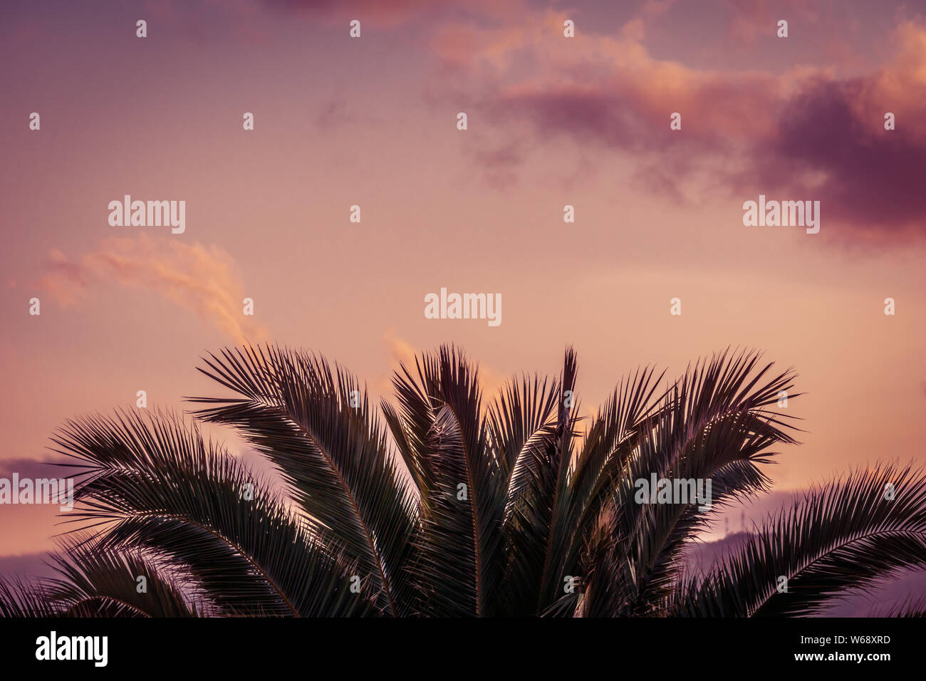 Feuilles de palmier isolé avec fond nuageux pendant le coucher du soleil, Close up Banque D'Images