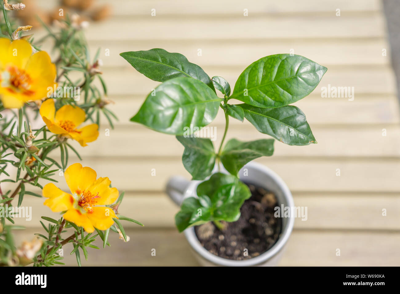 Le café, un jeune plant planté dans un fond de bois, verre décoratif et la floraison de galets, Portulaca grandiflora. Peu de profondeur de foyer. Banque D'Images