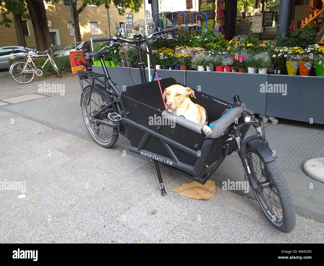 Chien attendant seul dans un vélo cargo sur une rue urbaine. Image conceptuelle pour être seul à la maison, moments drôles, psychologie des animaux de compagnie et mode de vie familial urbain. Banque D'Images