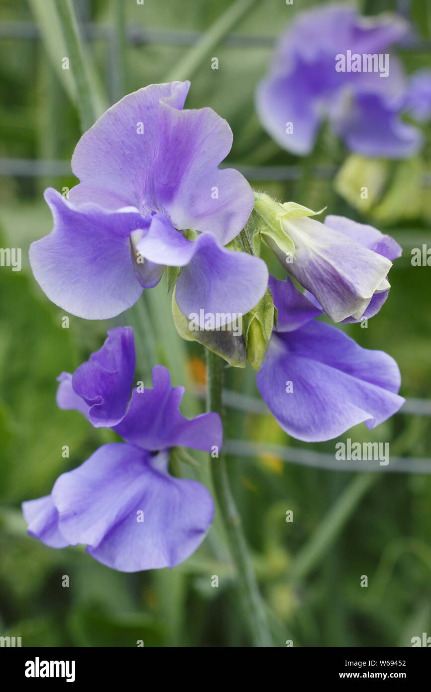 Lathyrus odoratus 'Big Blue' - Spencer variété pois de la floraison en été. UK Banque D'Images