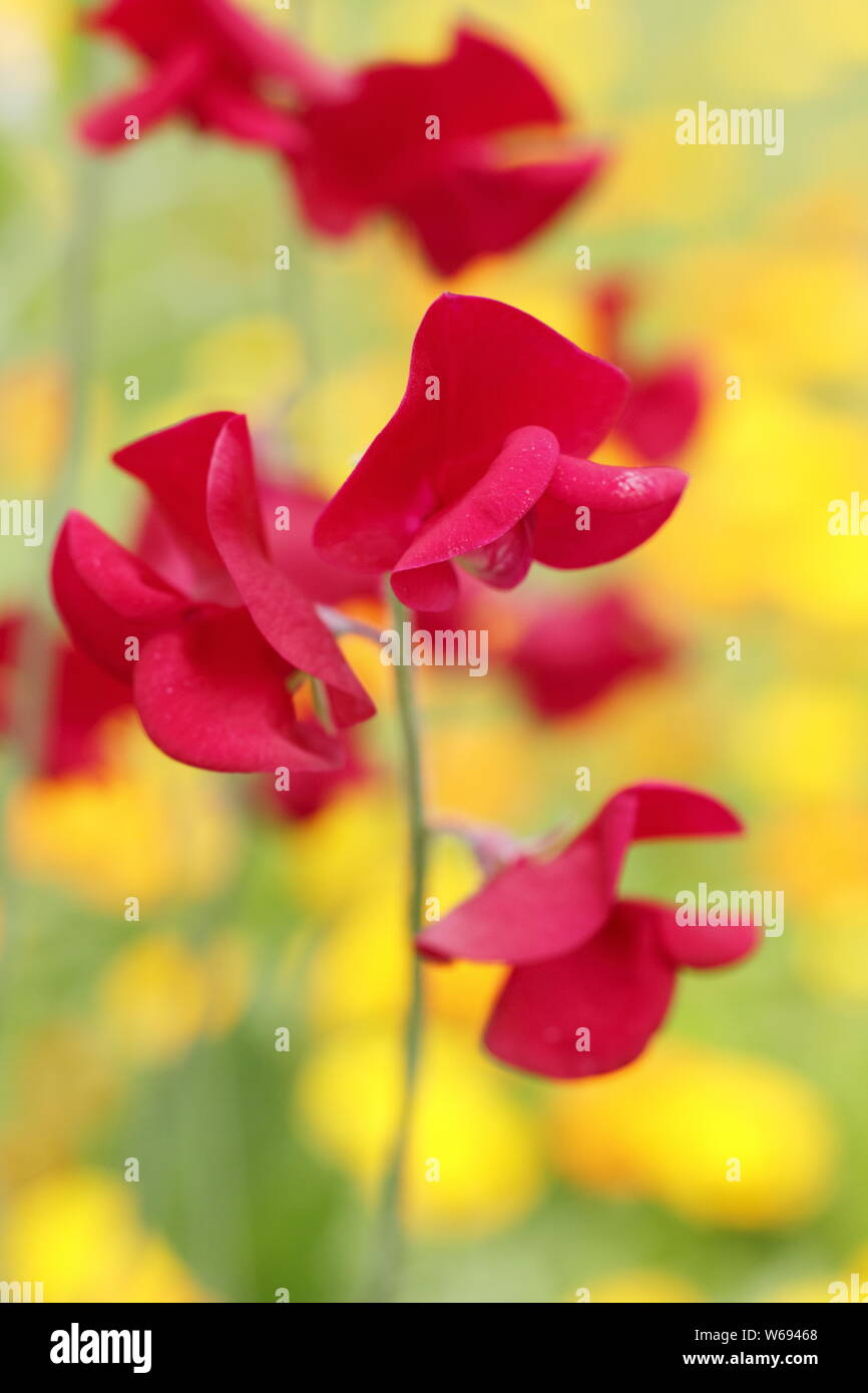 Pois doux.Lathyrus odoratus 'Winston Churchill' contre Calendula. Pois doux rouges et marigolds orange poussant dans un jardin d'été anglais Banque D'Images