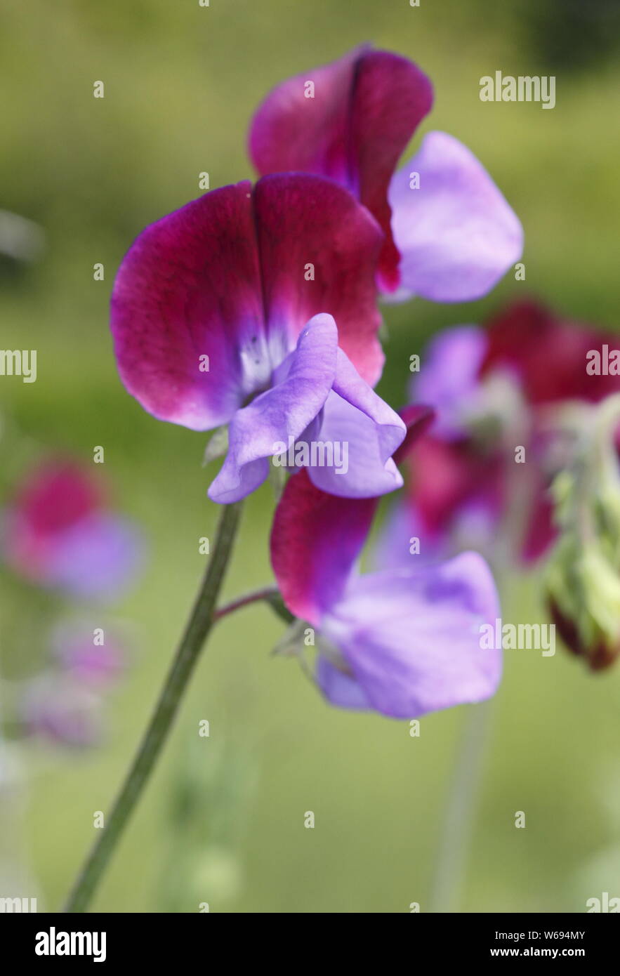Lathyrus odoratus 'Indigo King' un pois de la floraison dans un chalet jardin - juillet.UK Banque D'Images
