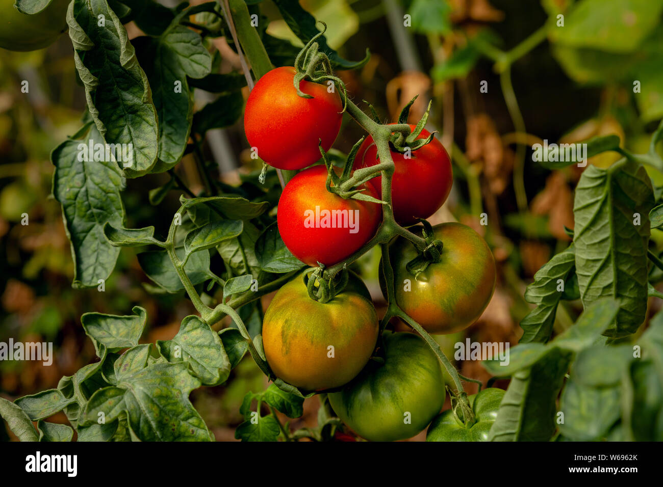 Le mûrissement des tomates sur une branche, close-up Banque D'Images