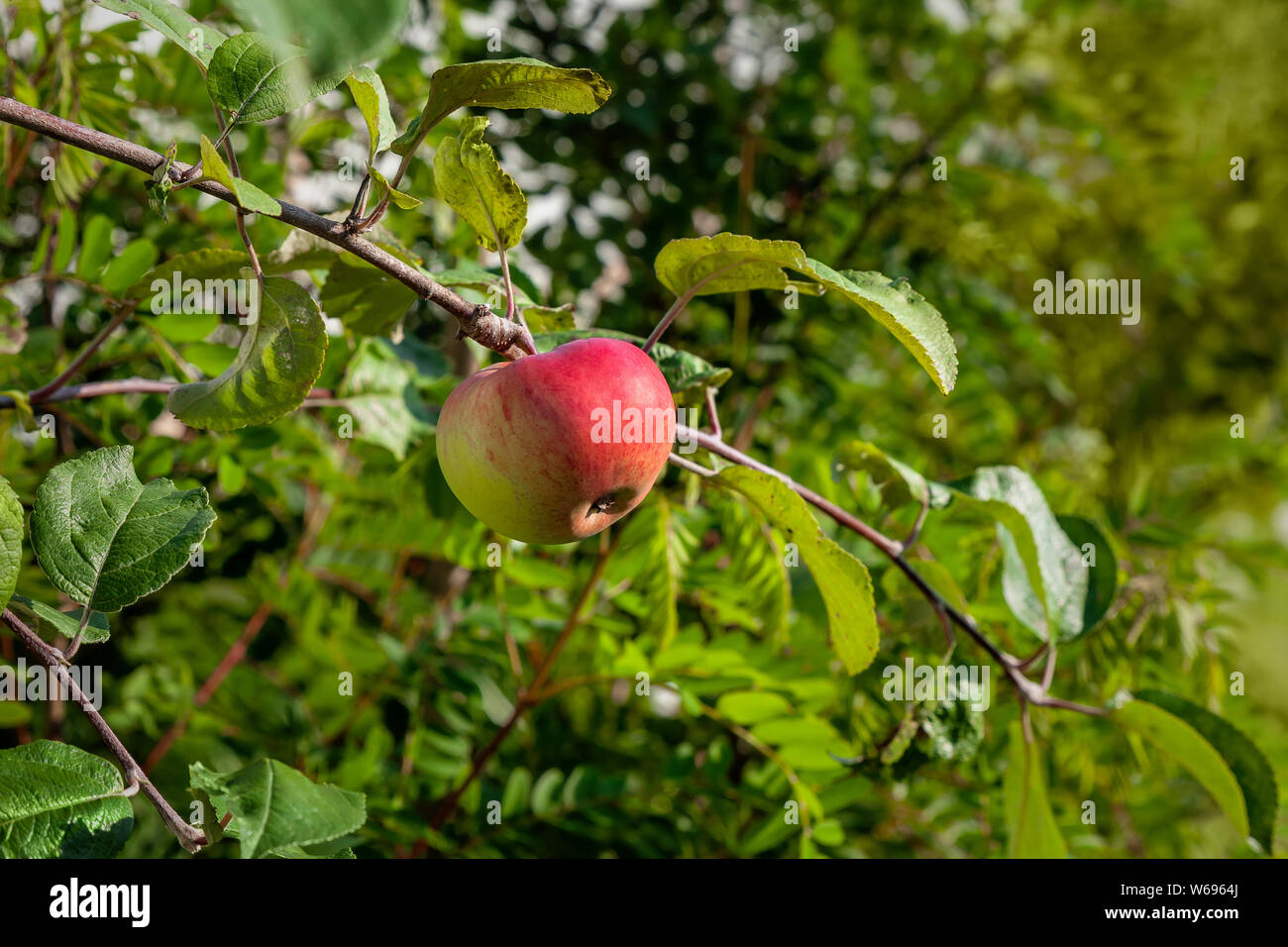 Pomme mûre sur une branche, close-up Banque D'Images