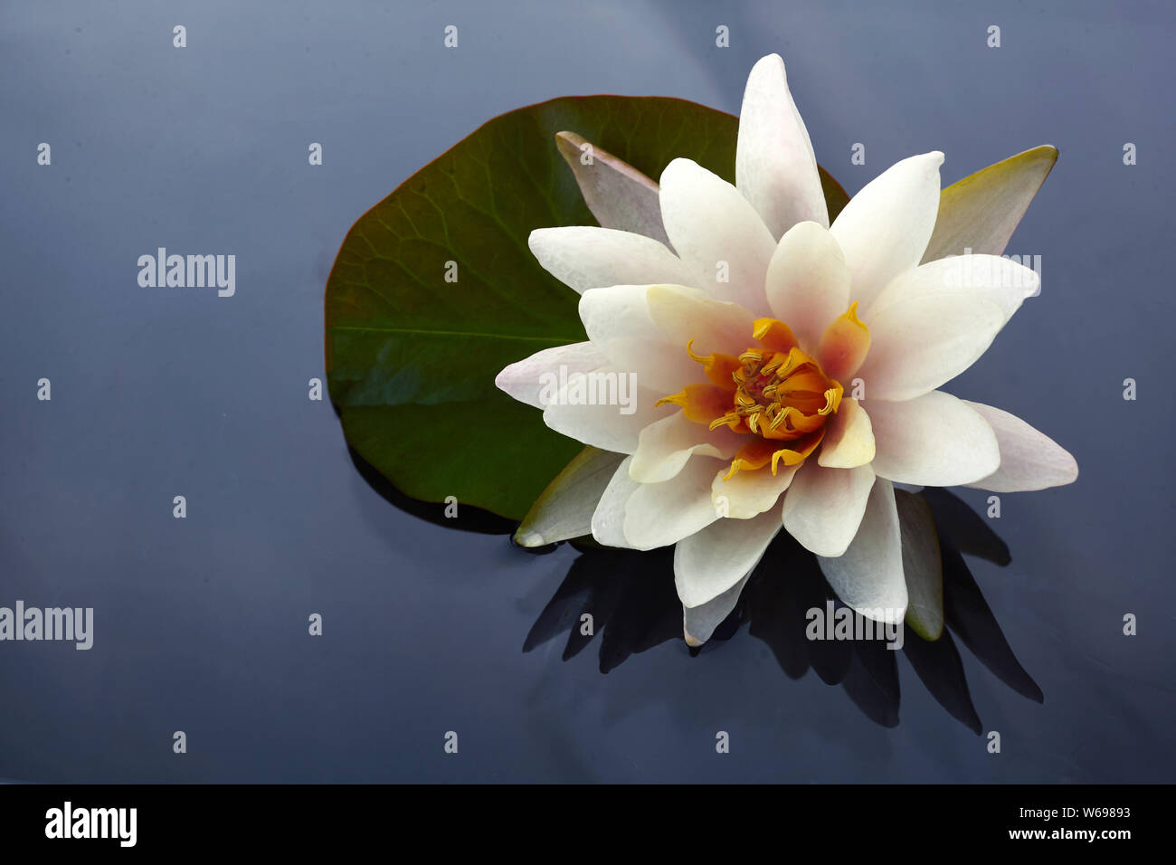 Belle lotus nénuphar blanc ou fleurs blooming sur étang Banque D'Images