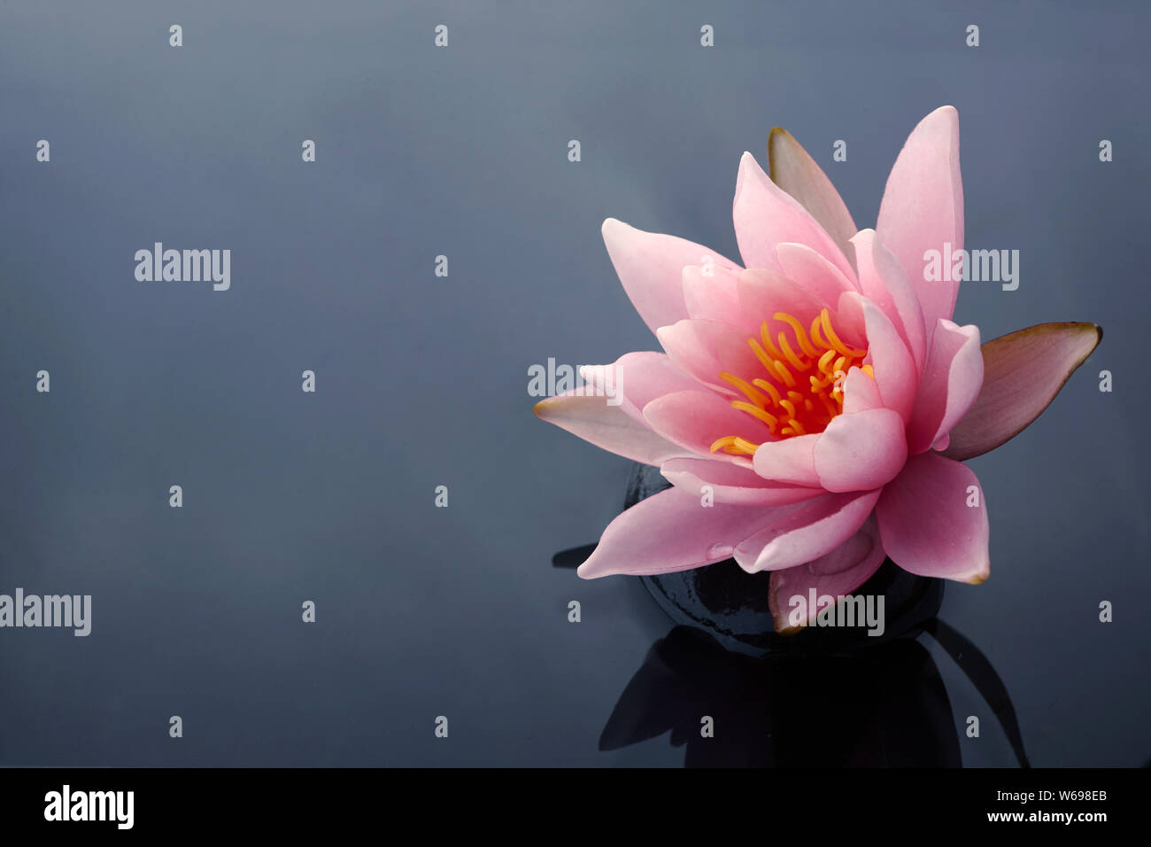 Belle Pink Lotus ou nénuphar en fleurs fleurs sur l'étang Banque D'Images