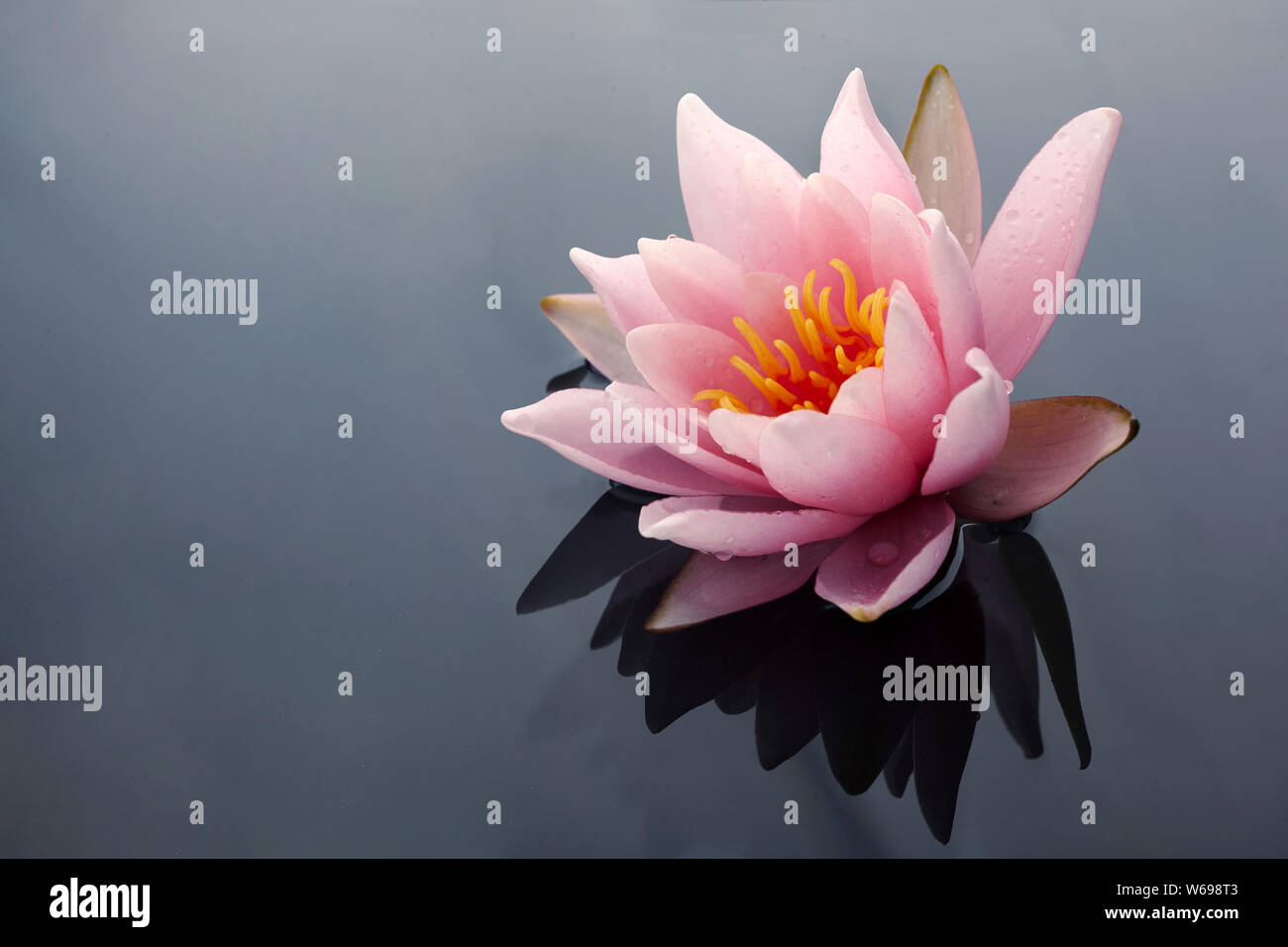 Belle Pink Lotus ou nénuphar en fleurs fleurs sur l'étang Banque D'Images