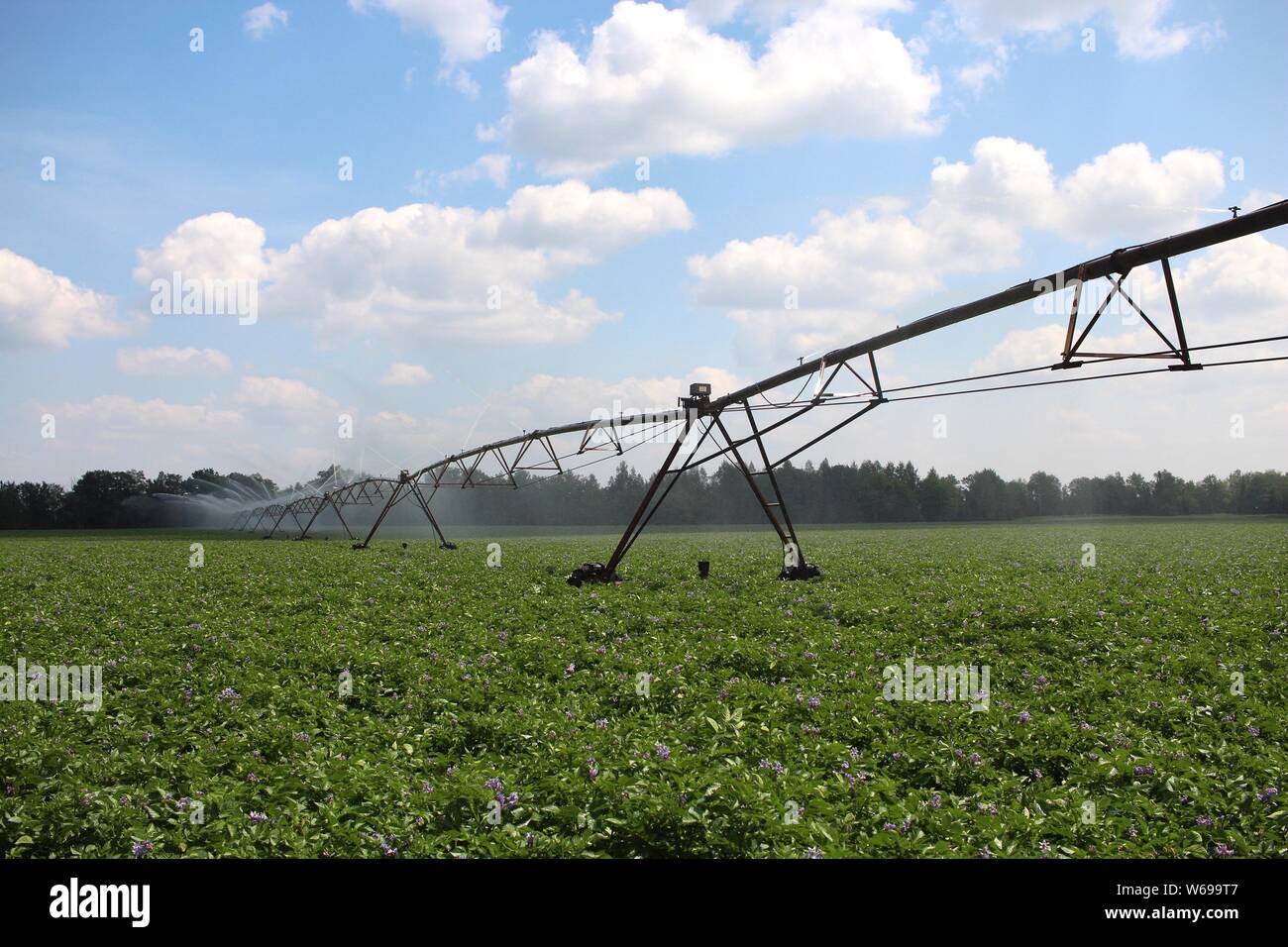 Un champ de pommes de terre irrigués se Banque D'Images