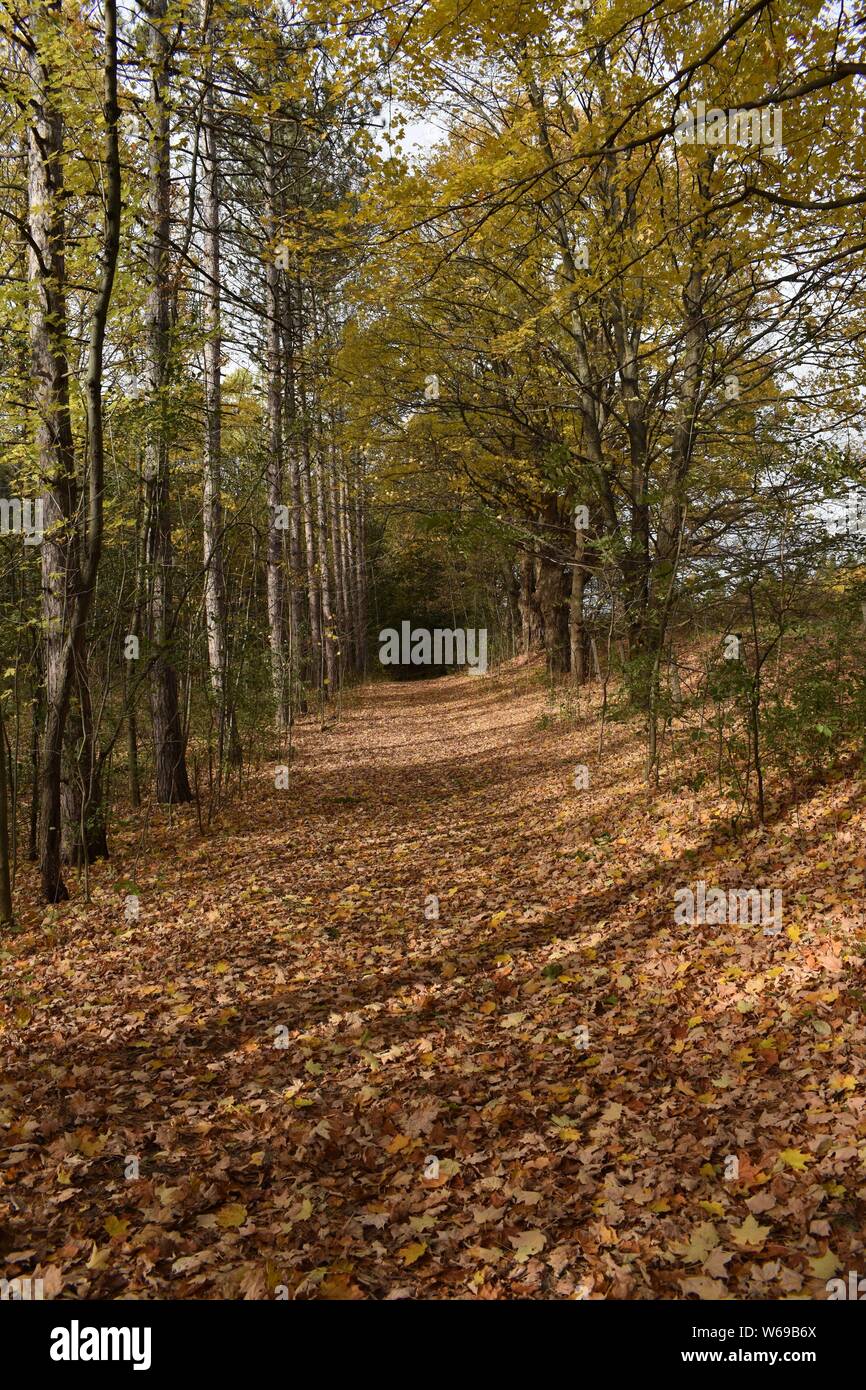 Une feuille-couverts chemin à travers la forêt Banque D'Images