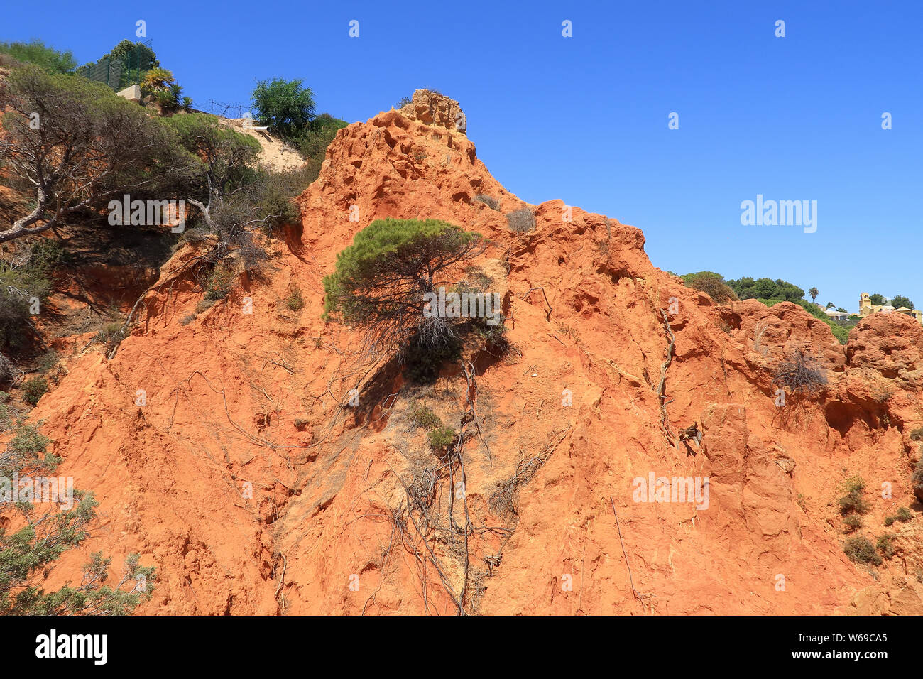 De plus en plus d'un pin à mi-hauteur de la falaise rouge près de la Réserve Naturelle de Baleeira Dal Caminho Banque D'Images