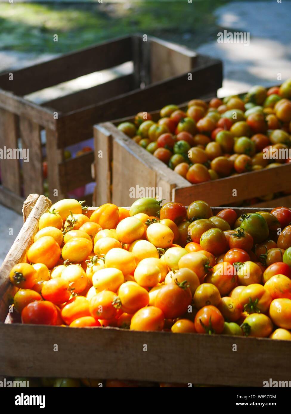 Les travailleurs choisissent et remplir les tomates de fort Banque D'Images