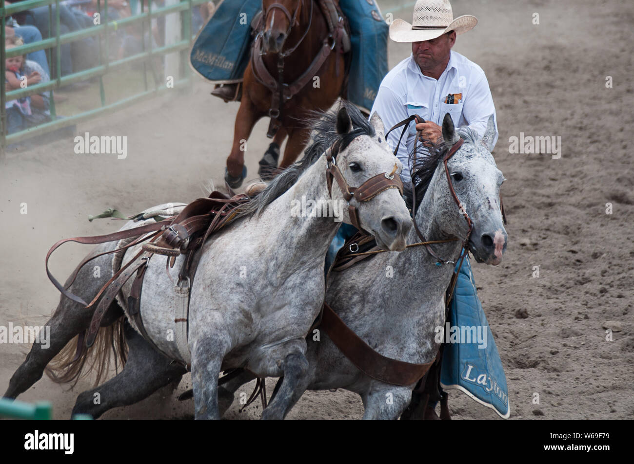 Ce cowboy participe avec deux chevaux gris pommelé à l'assemblée annuelle 4 juillet rodeo, pays de vie occidental. Banque D'Images