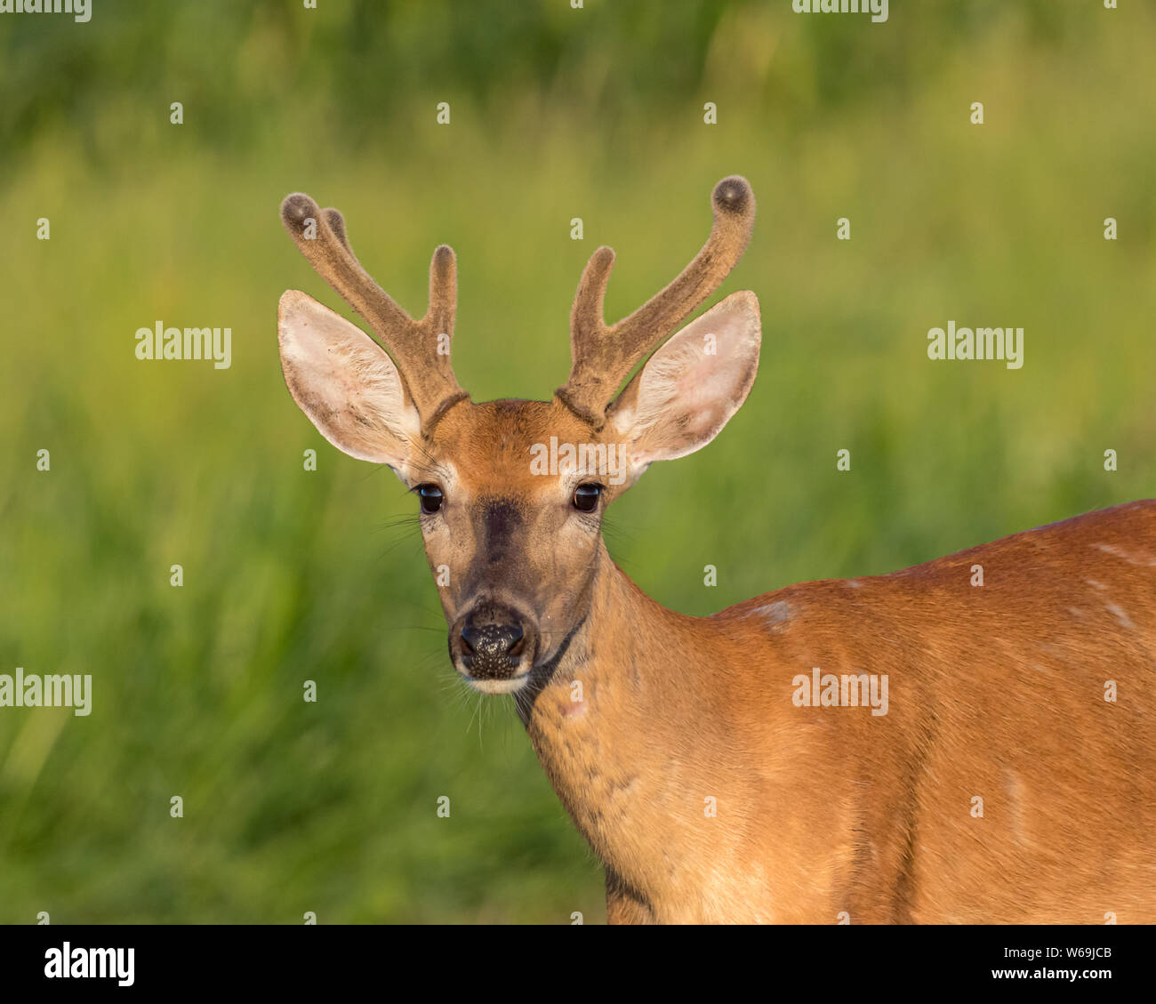 Gros plan du jeune cerf mâle avec bois de velours sur un beau matin d'été Banque D'Images