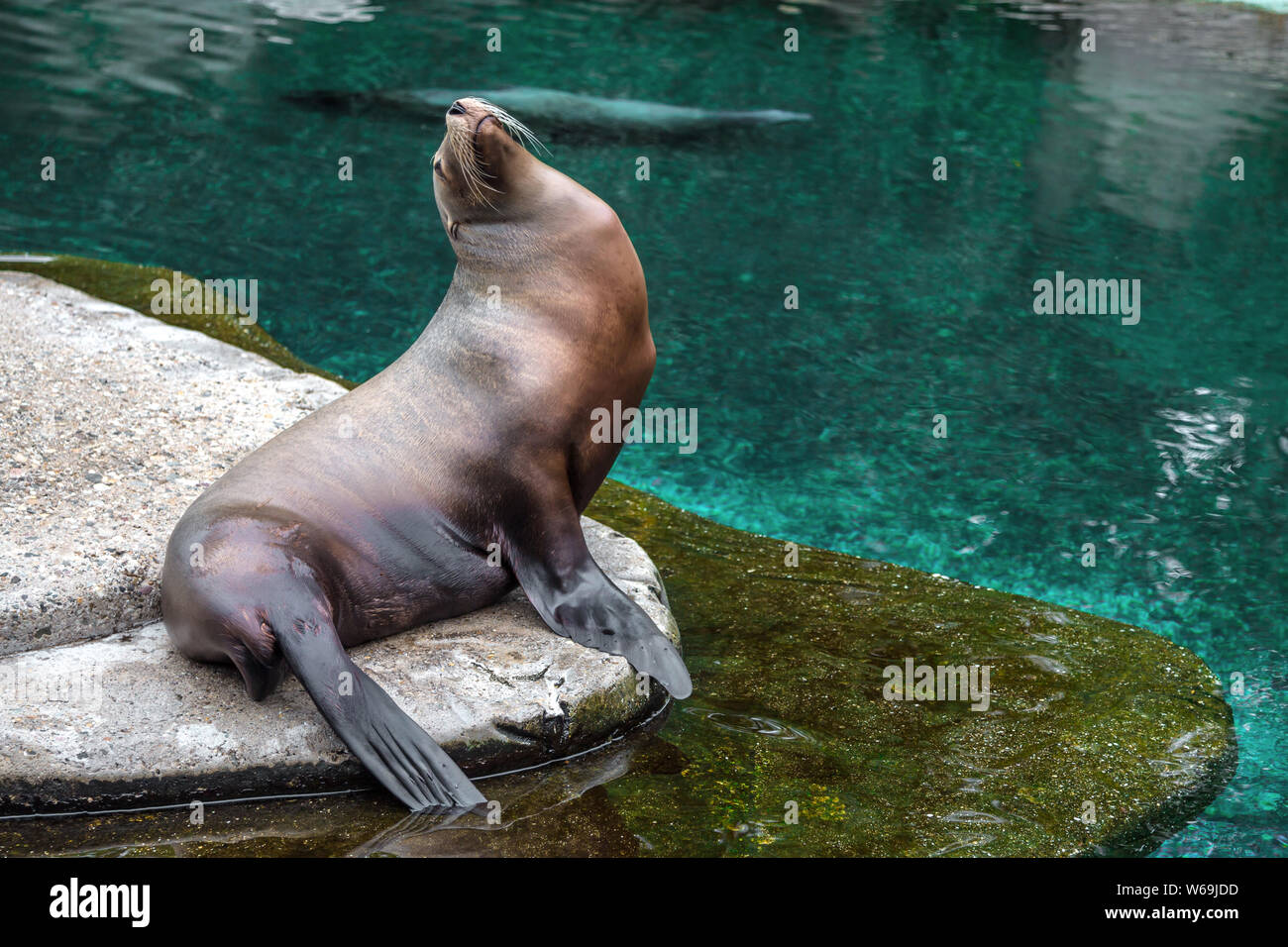 Brown fur seal assis sur un rocher Banque D'Images