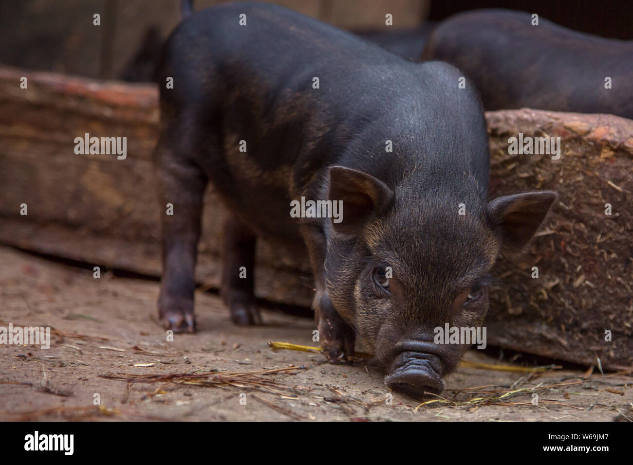 Petit bébé cochon noir en sty à ferme. Banque D'Images