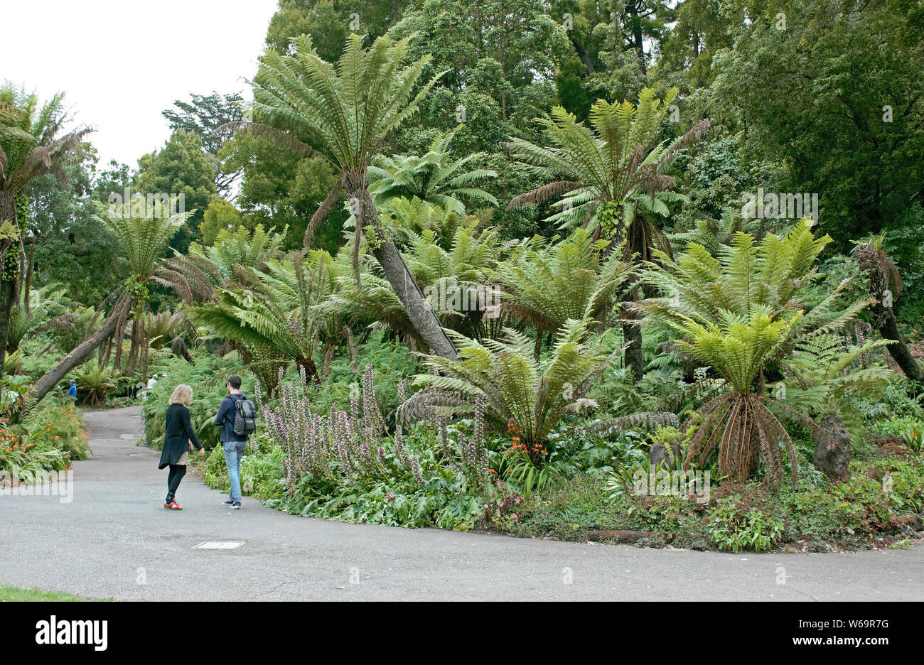 Les fougères arborescentes line une partie du chemin à pied à San Francisco's Golden Gate Park. Banque D'Images