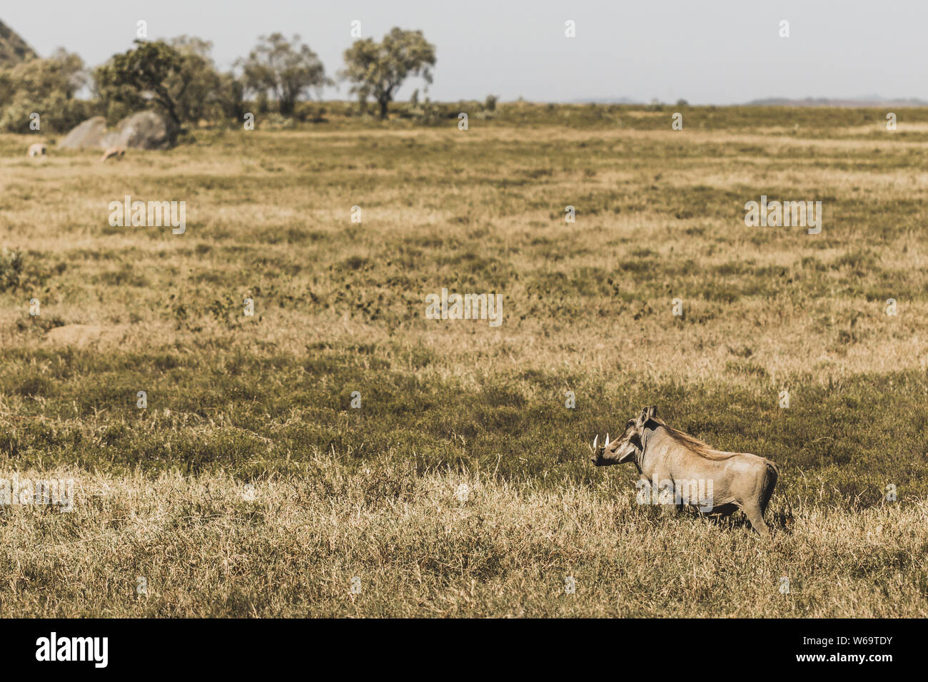 Un phacochère commun dans les savanes à un safari dans le parc national du Kenya. L'harmonie dans la nature. Les animaux sauvages dans les prairies. Banque D'Images