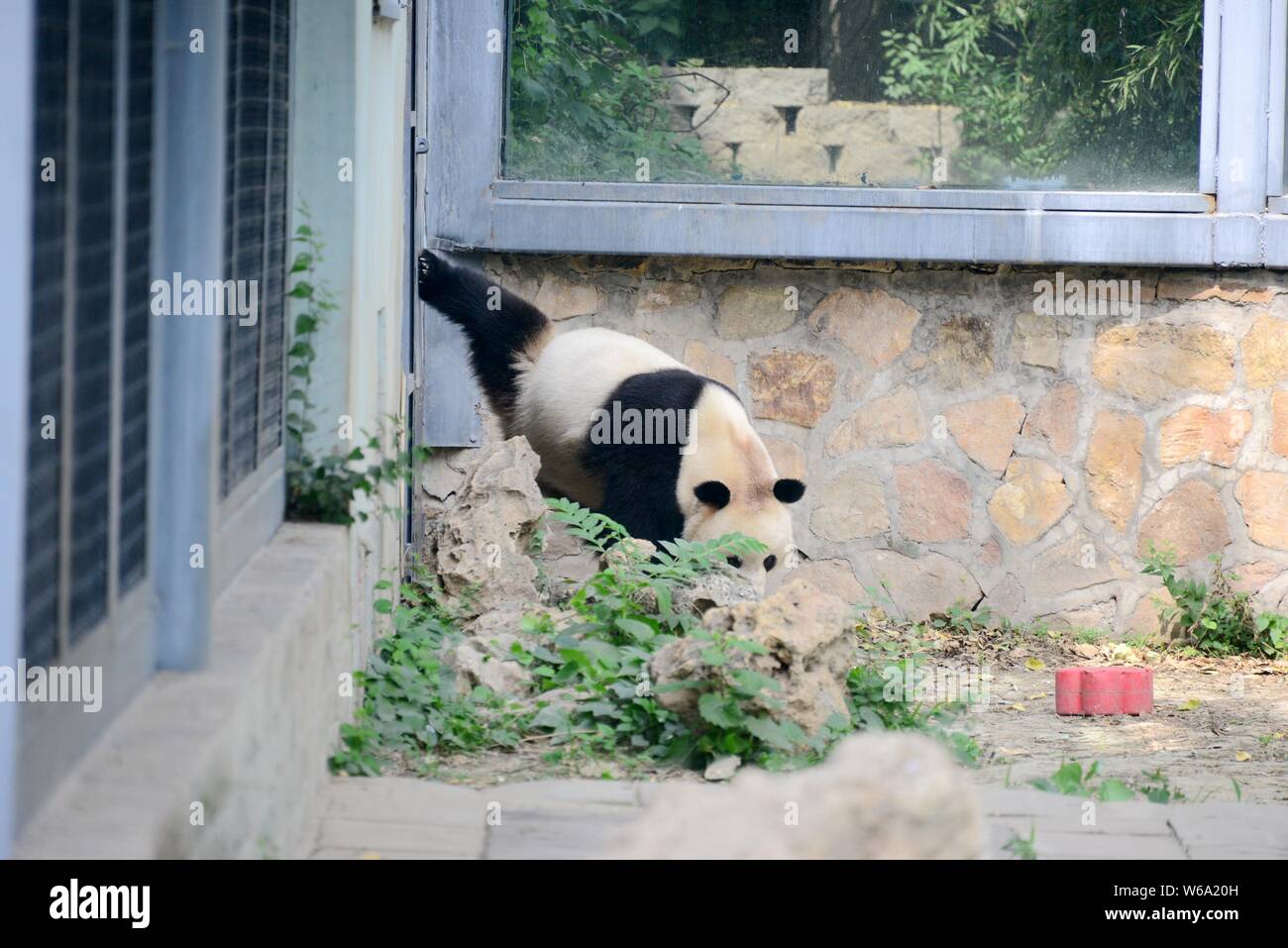 Un panda géant fait pipi avec une de ses jambes, qui ressemble à un chien  d'uriner, à la Zoo de Pékin à Beijing, Chine, 6 juin 2018. Un panda géant  soulever Photo