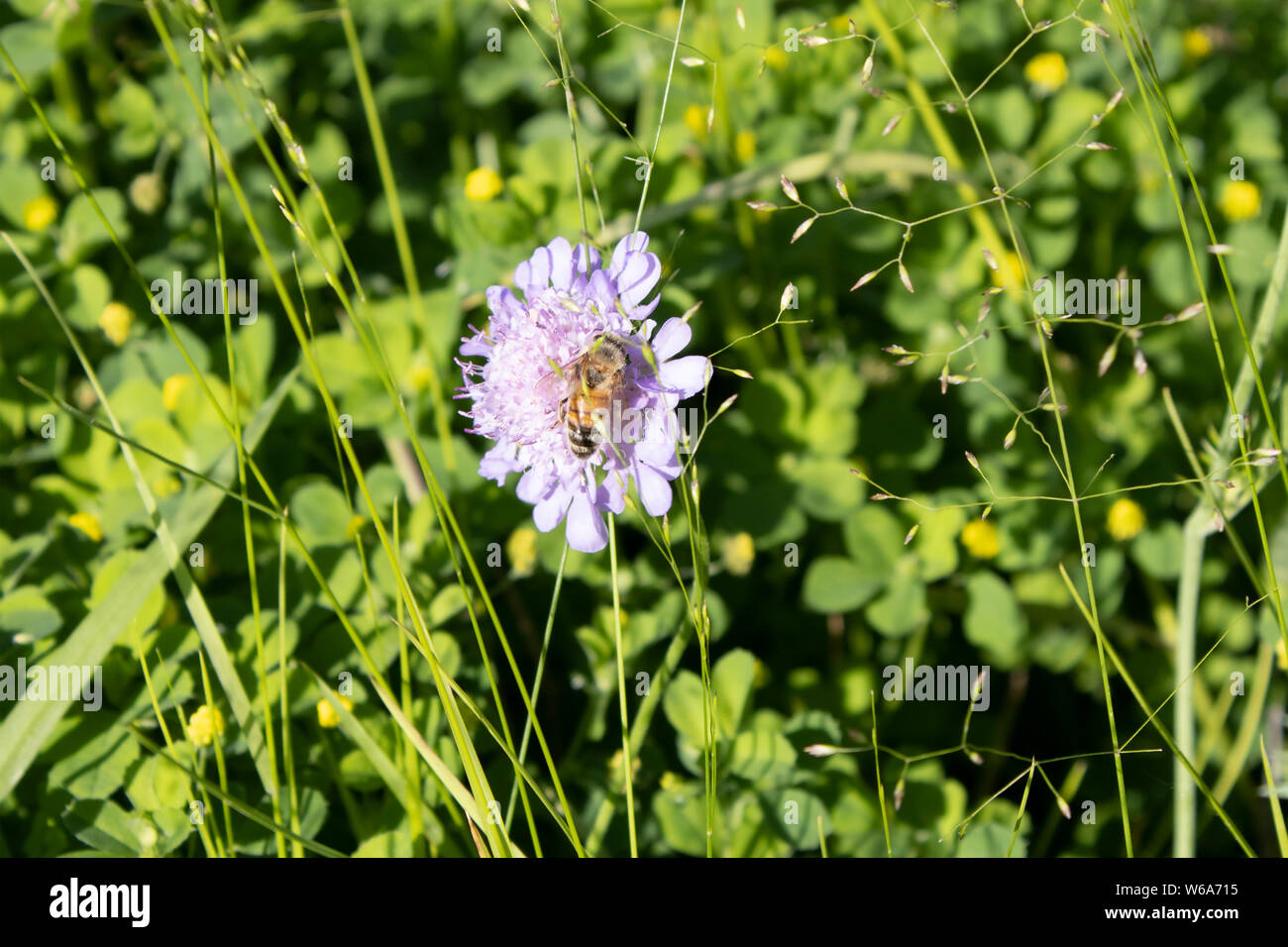 L'alimentation de l'abeille une petite fleur dans l'été Banque D'Images