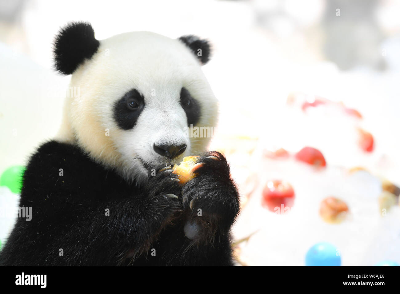 Un panda géant mange les fruits congelés dans une boule de glace alimenté par les enfants à l'aide de bâtons de bambou à la baie de la panda Chimelong Park Safari sur un roussissement Banque D'Images