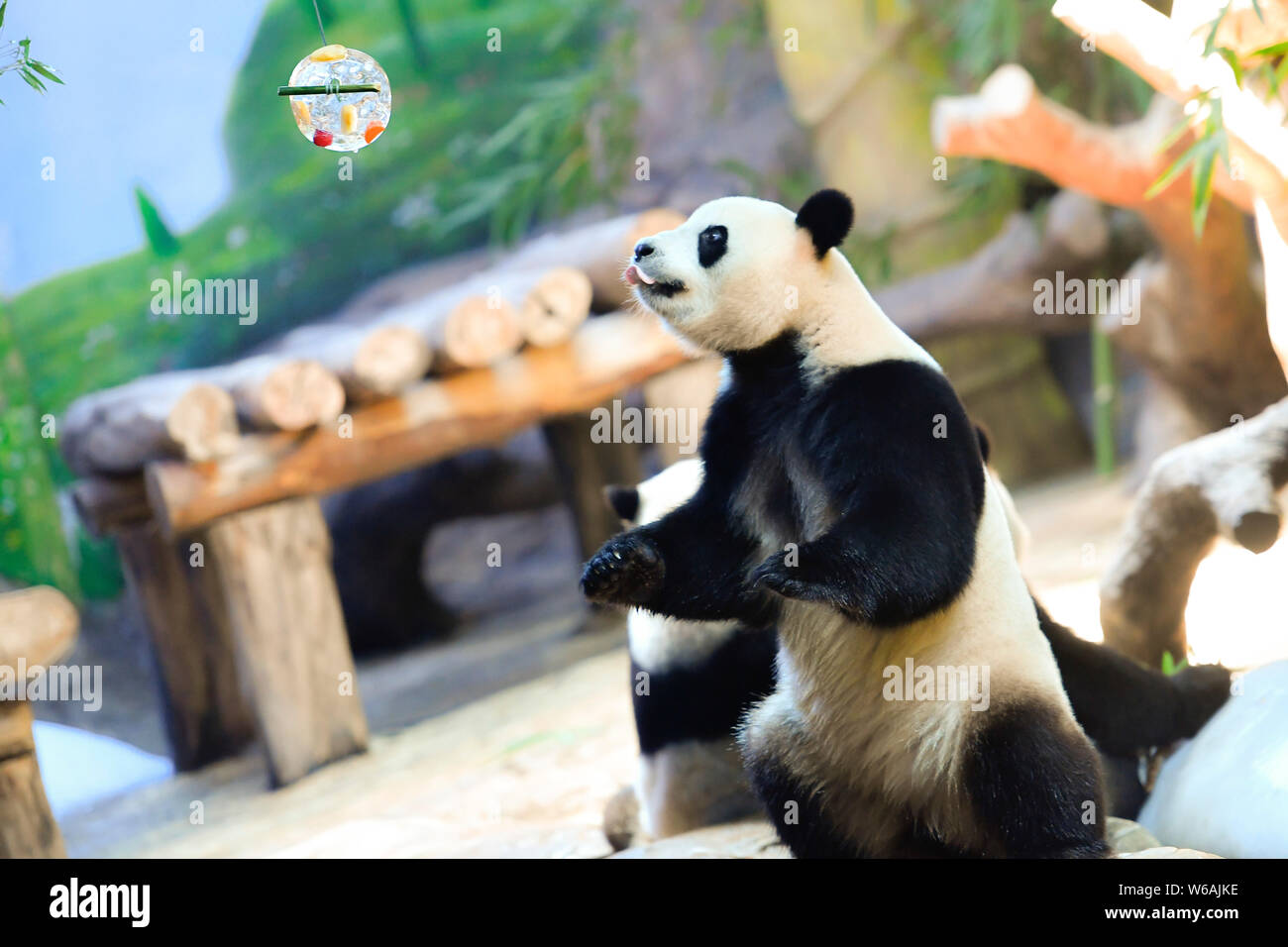 Un panda géant est alimenté une boule de glace par des enfants à l'aide d'un bâton de bambou à la baie de la panda Chimelong Park Safari sur une chaude journée à Guangzhou Banque D'Images