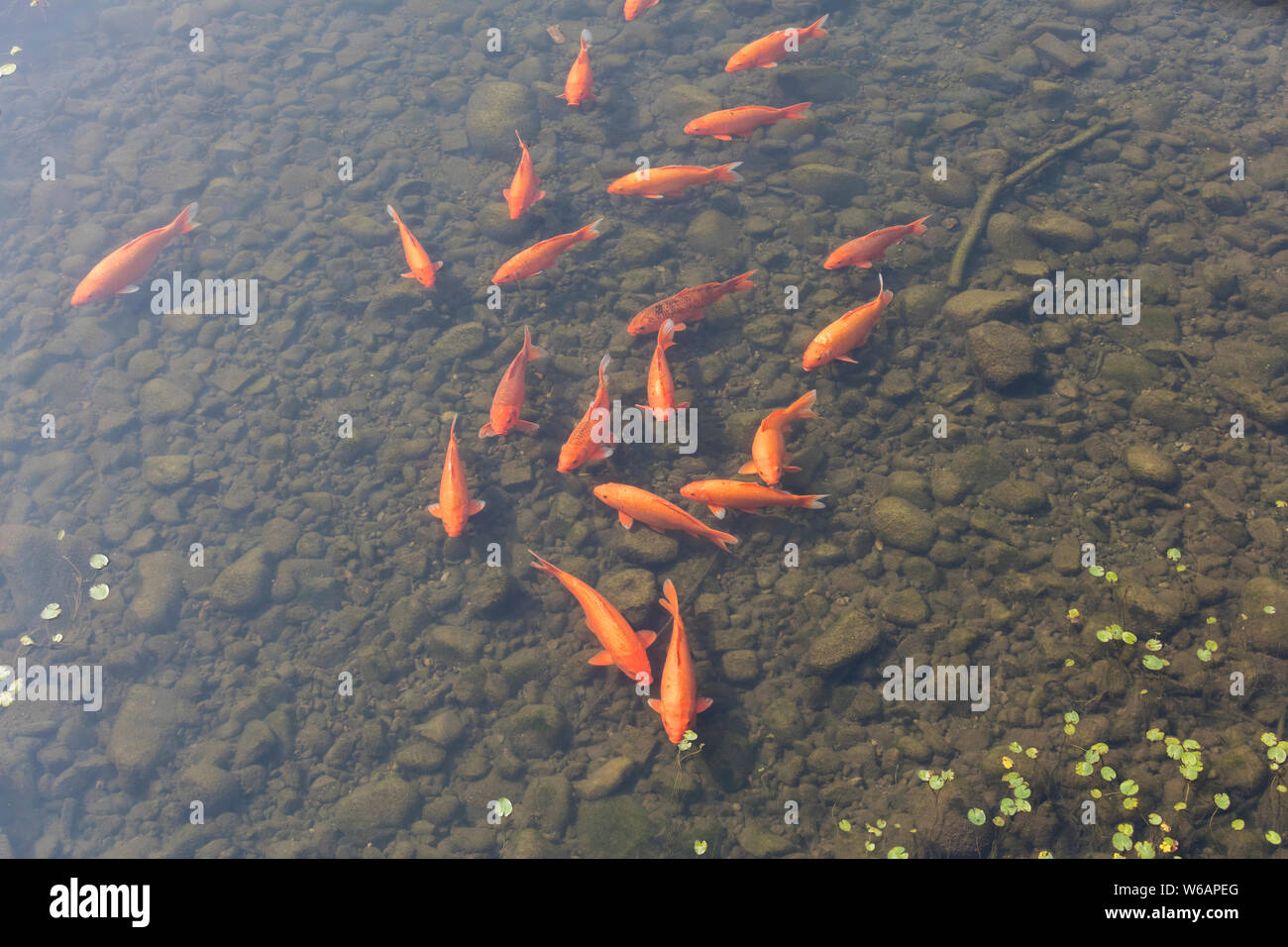 Poissons koi Orange, Cyprinus carpio, à Beijing, Chine Banque D'Images