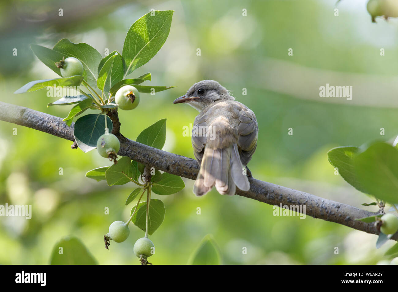 Bulbul chinois juvénile se tenir sur l'arbre, à Beijing, Chine Banque D'Images